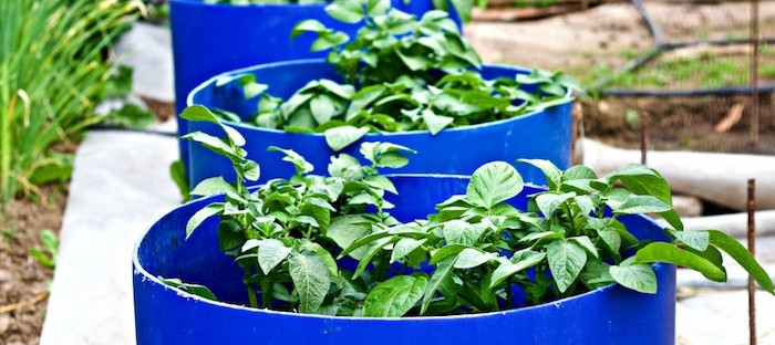 посадки в бочке посадки в бочке